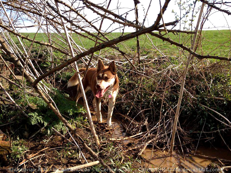 Nika at the dog park