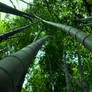 Bamboo 01