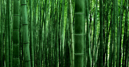 Bamboo 02