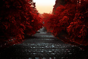 Path Through the Red