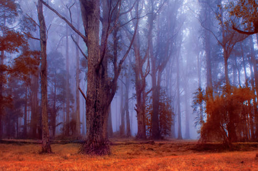 Misted Woods