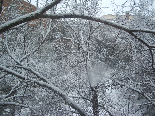 Outside my window