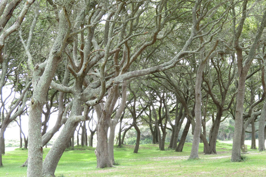 The Trees of Fort Fisher