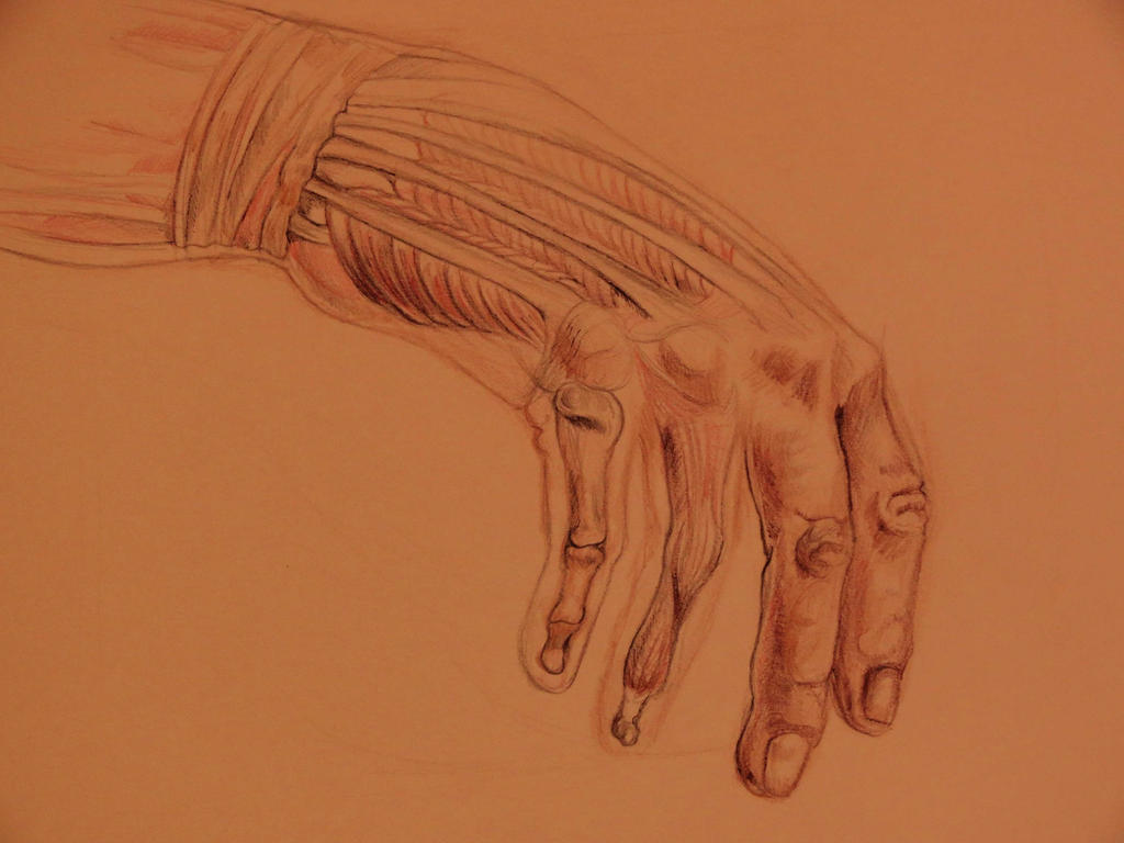 Anatomic Drawing - Hand muscles/bones