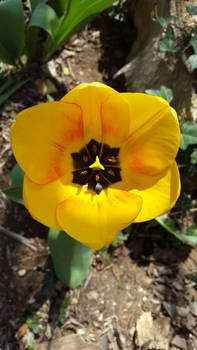 Tulip 4/16
