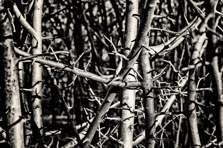 branches