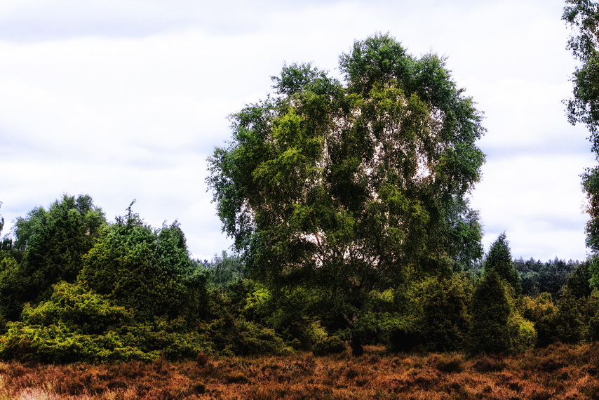 Lueneburg heath