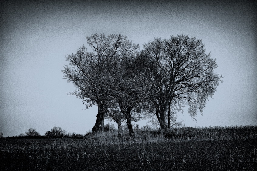 Trees on the field