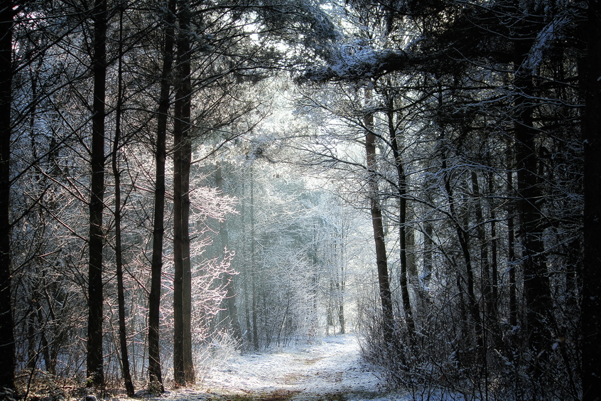 Trees, snow and light