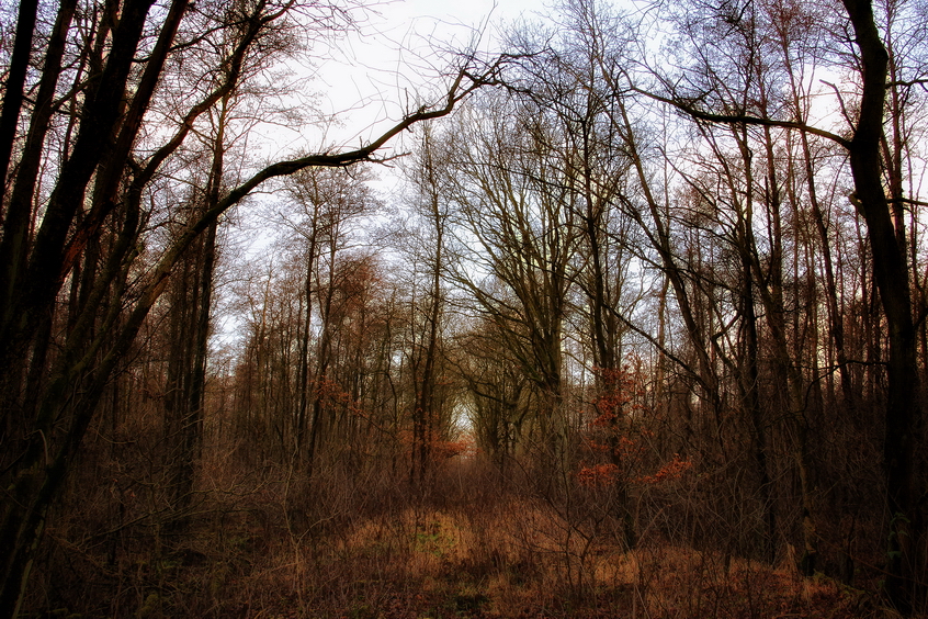 The trees get back the way