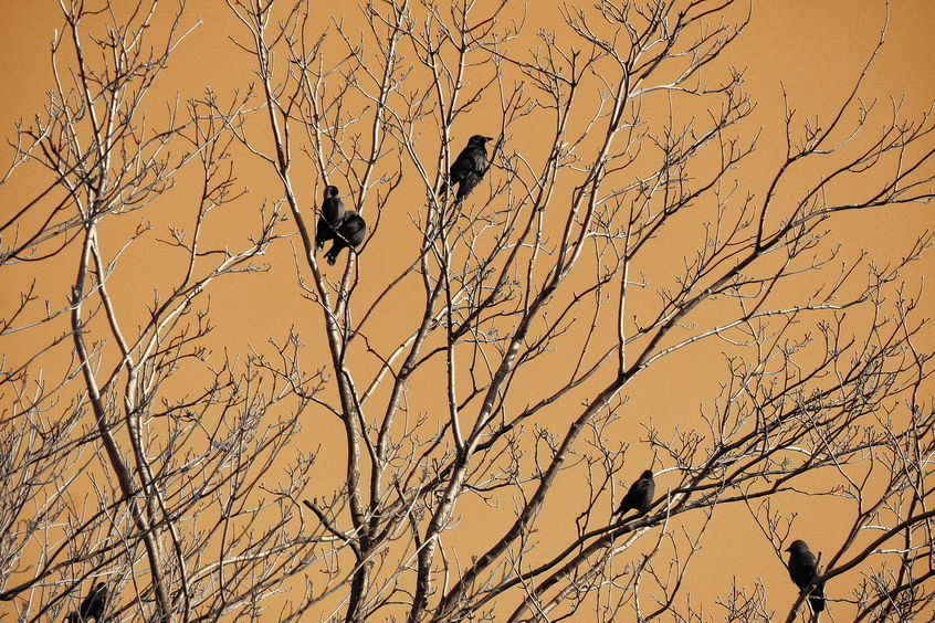 Raven in the tree crown