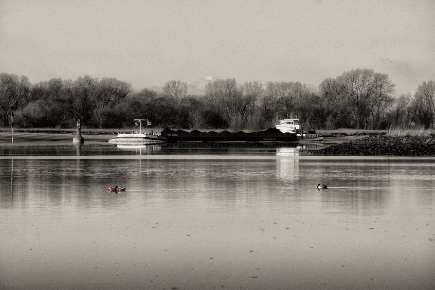 Ducks on the river in winter