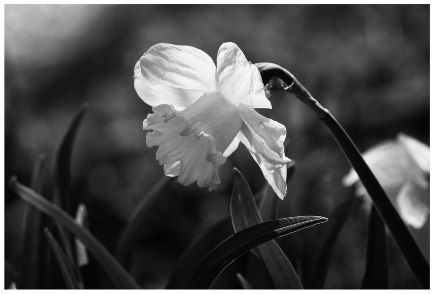 Daffodil bw