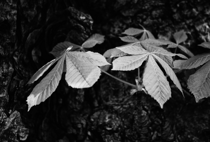 chestnut leaves