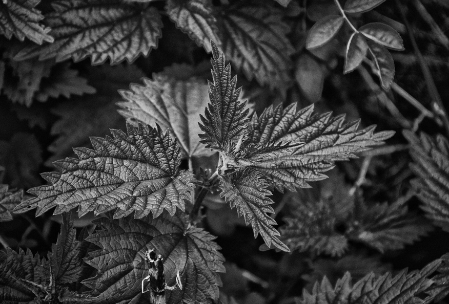 nettles bw