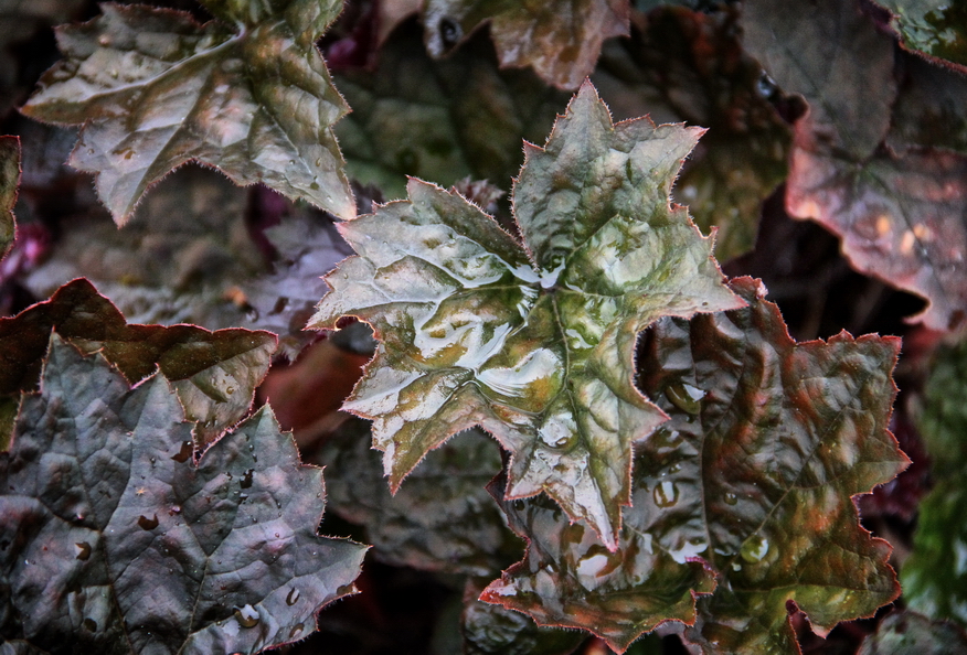 Leaves with reddish coloration