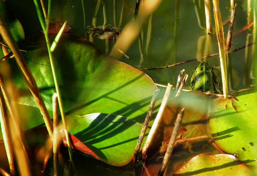 tree frog