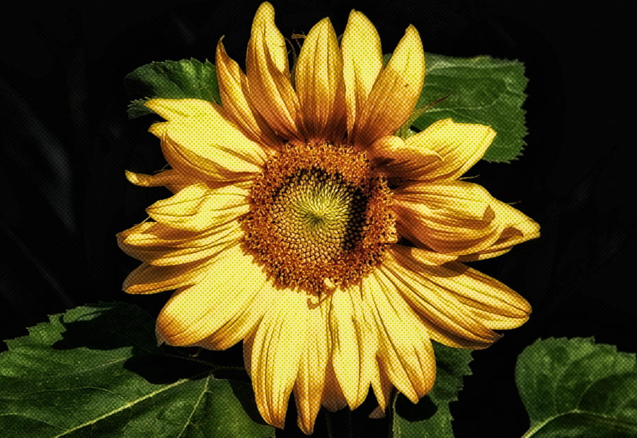 Sonnenblume II