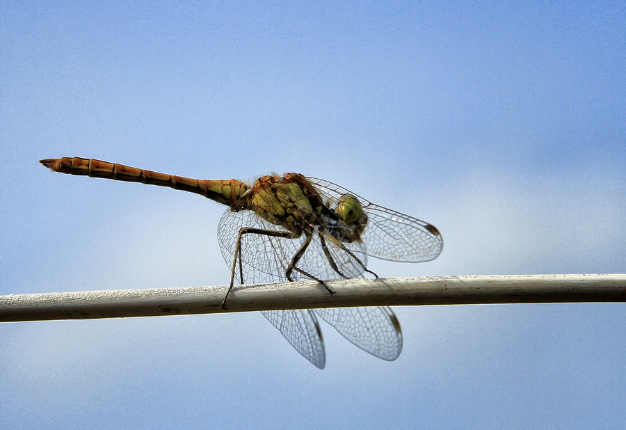 dragonfly on the clothesline