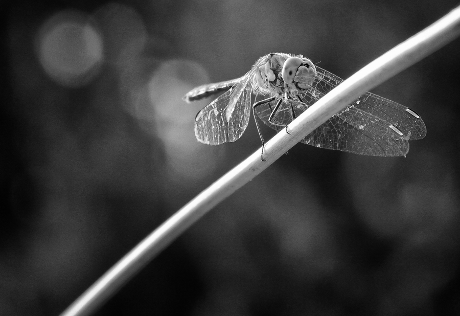 dragonfly on the clothesline II bw