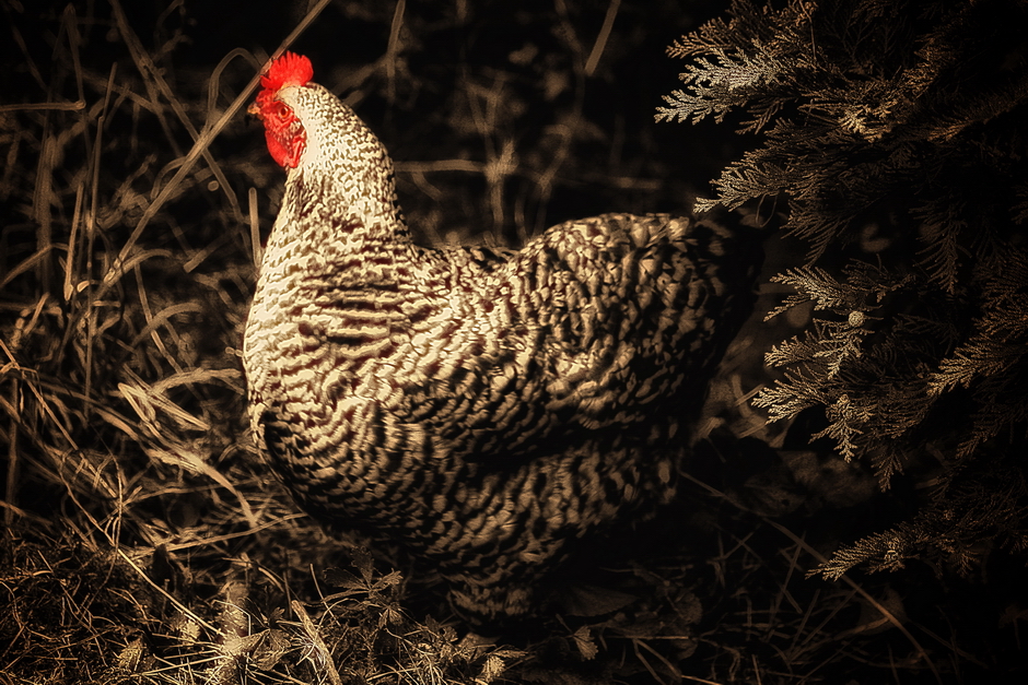 Das Nachbar Huhn