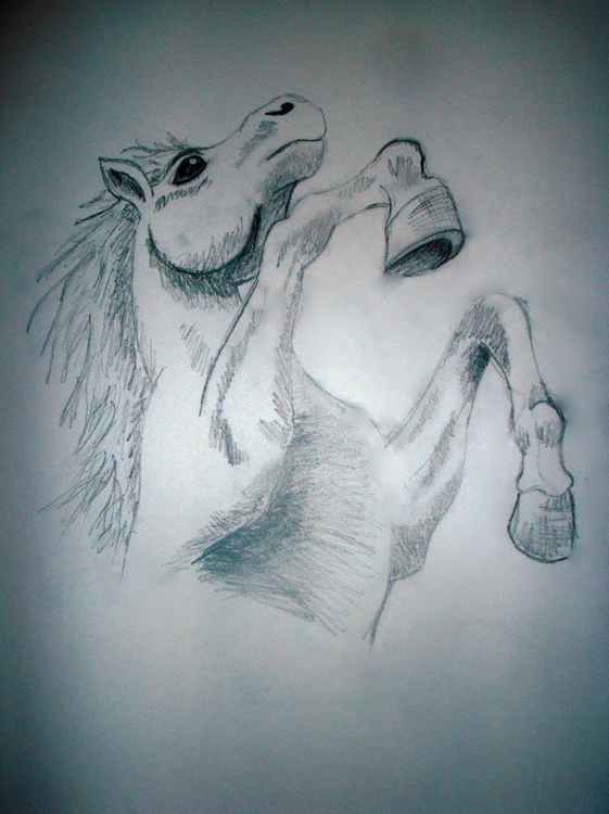 Horse Sketch