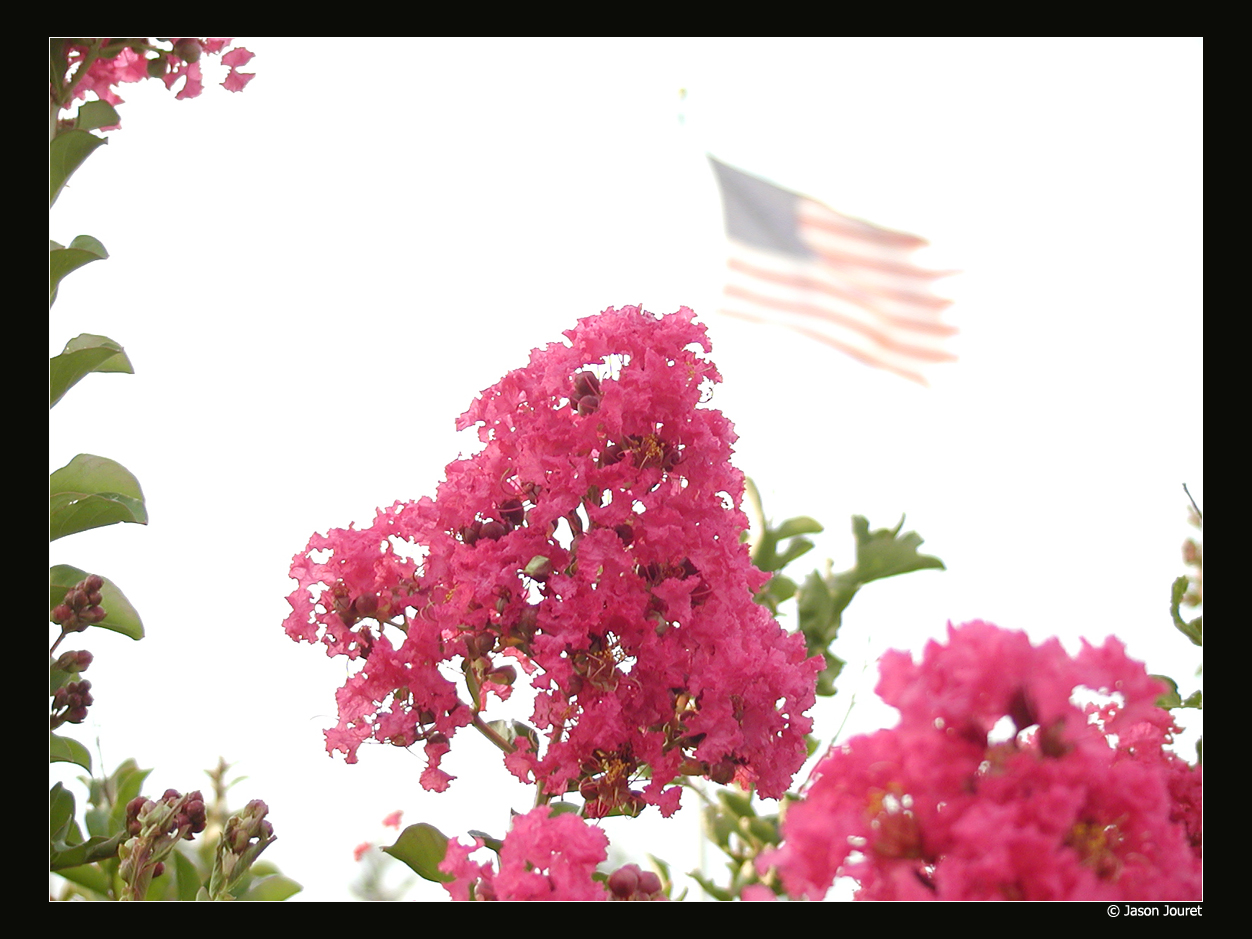 Flower and Flag study