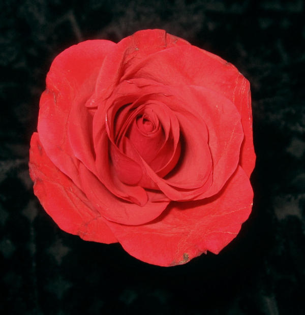 Rose-7 by areemus