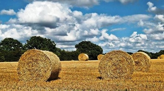 Let's make hay.