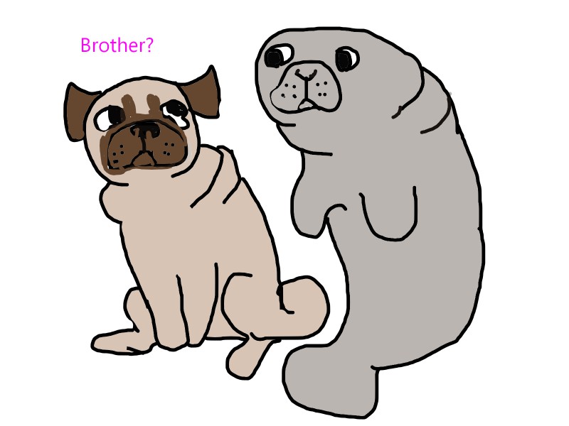 pug and manatee