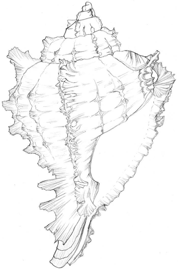 Conch shell by salaxx on DeviantArt