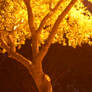 Yellow Trees