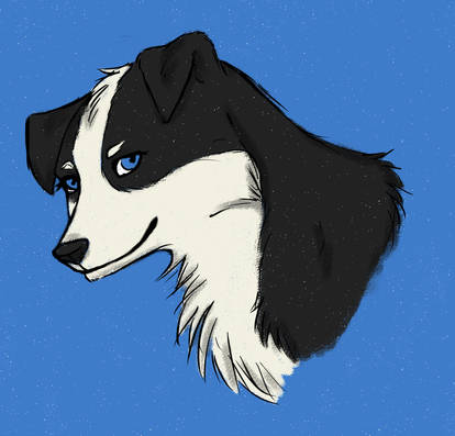 Border Collie Blues