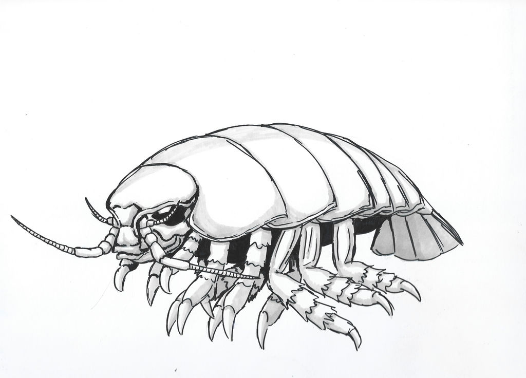 Giant Isopod by DrexlerAdam on DeviantArt