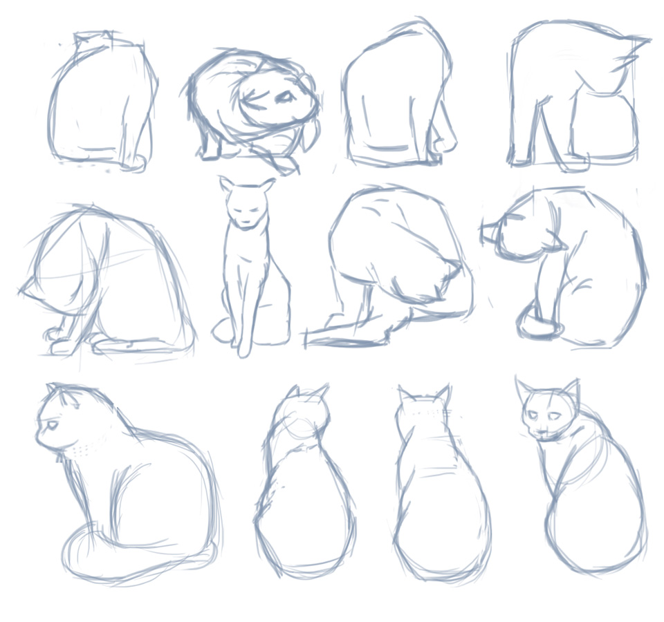 Cat poses study