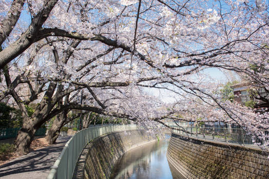 Beautiful Japanese Sakura Cherry blossom 2019