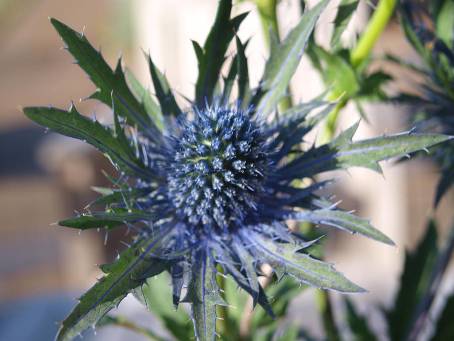 distel 2 by houweling on DeviantArt