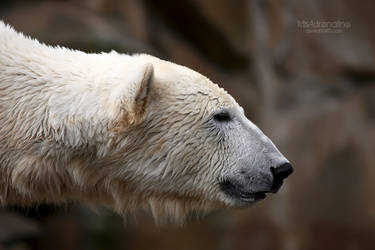 Polar bear