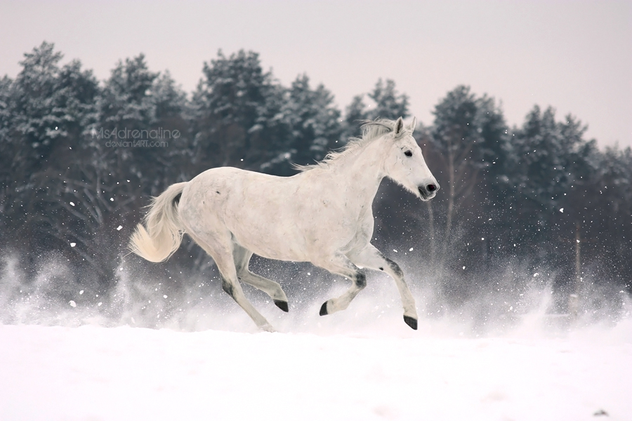 Snow Queen