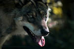 Wolf by MsAdrenaline