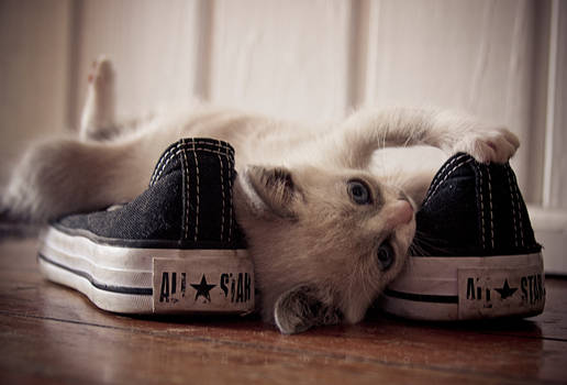 love converse