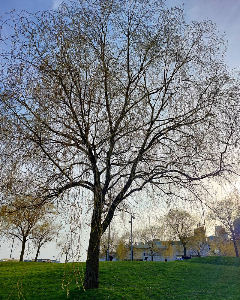 HTO Park Tree by Akame-Murasame-TA on DeviantArt