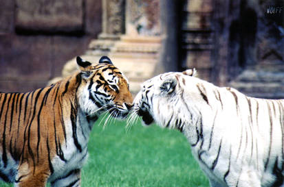 Kissing Tigers