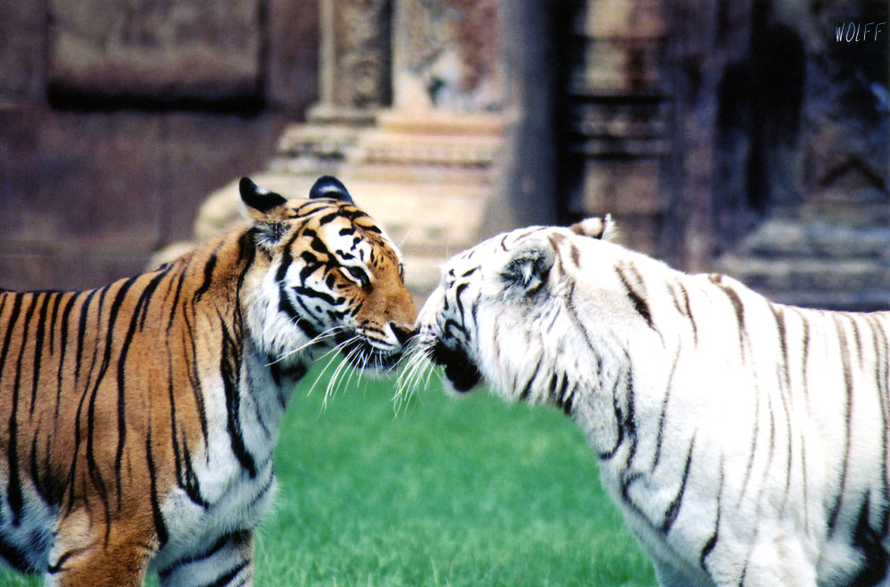 Kissing Tigers