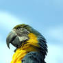 Macaw Profile