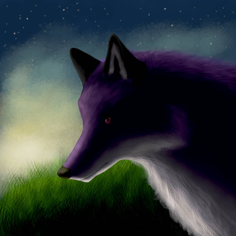 A purple fox with a white neck and chest in a field at sunrise.