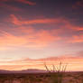 Desert Sunset