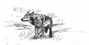 CANIS LUPUS