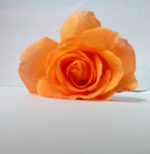 Orange Rose 2