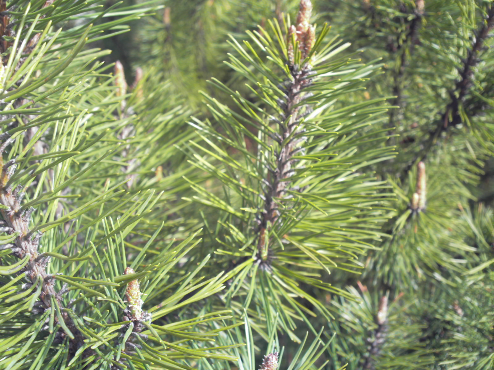 spring pines 2